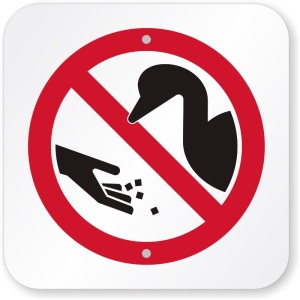 Do Not Feed the Ducks
