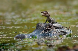 Baby Alligator